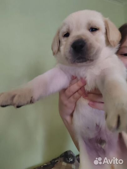 Продам щенков Лабрадора