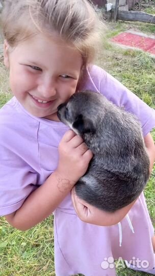 Отдам щенков в добрые руки бесплатно