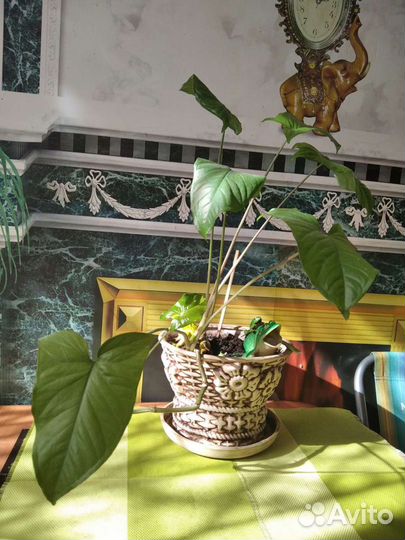 Филодендрон, вьющаяся лиана