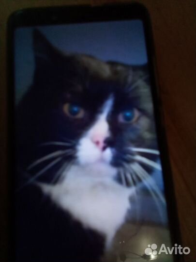 Кот в добрые руки кострированный