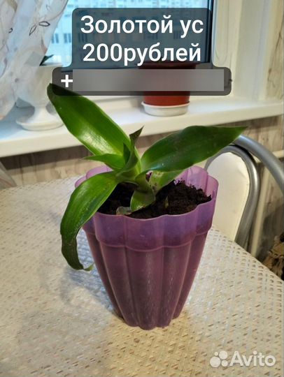 Комнатные растения цветы