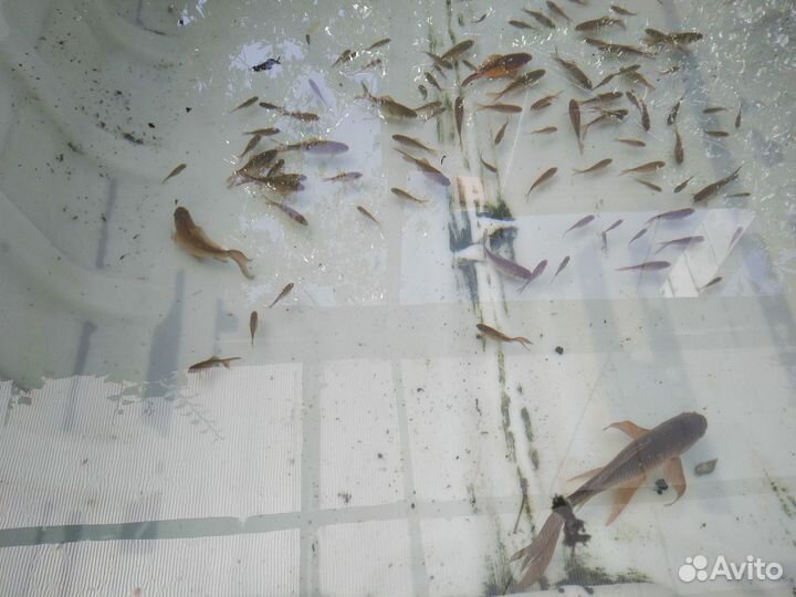 Комета-золотая рыбка