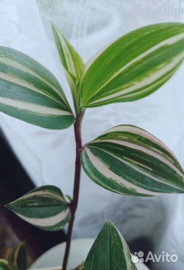 Традесканция, комнатные цветы