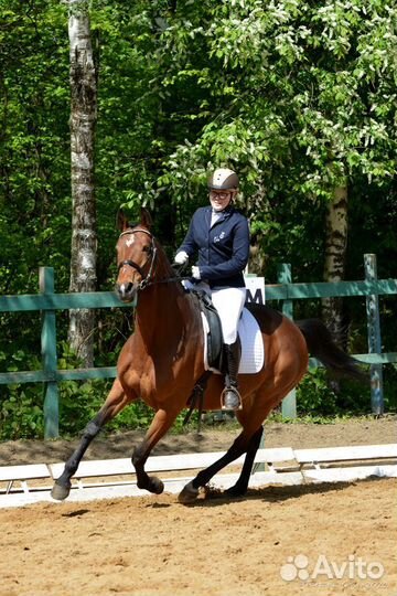 Аренда лошади, соревнования, конный спорт