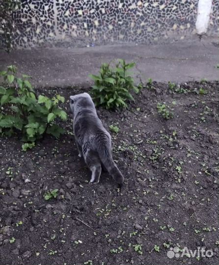 Вязка кота бесплатно