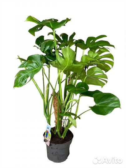 Монстера Деликоса 110 см