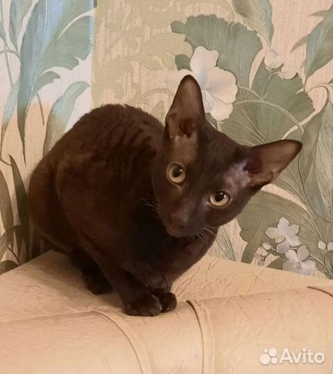 Котята корниш-рекс шоколадка