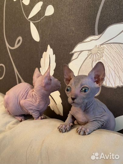 Канадский сфинкс