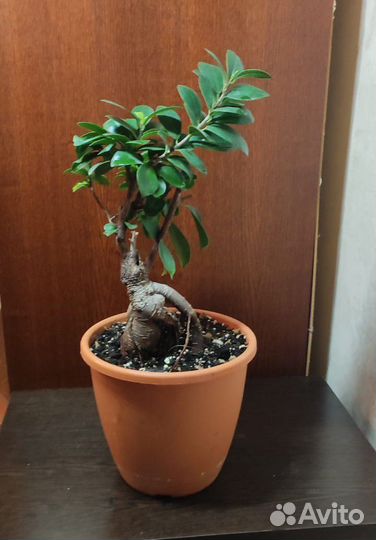 Фикус гинсенг