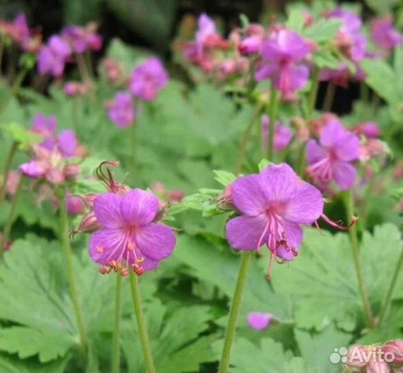 Герань садовая и лобелия многолетняя