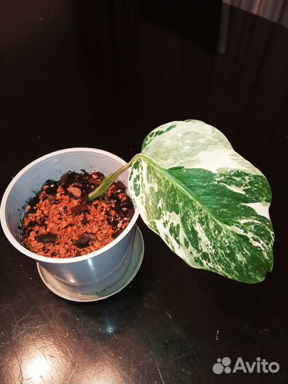 Эпипремнумы (сциндапсусы) разные