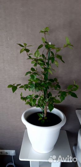 Гибискус или китайская роза