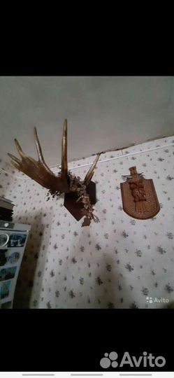 Продам рога лося
