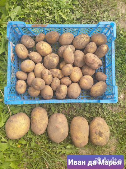 Семенной картофель Лапоть,Банан, Сарпо Мира