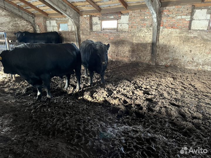 Быки на племя