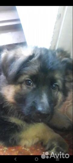 Щенок немецкой длинношерстной овчарки