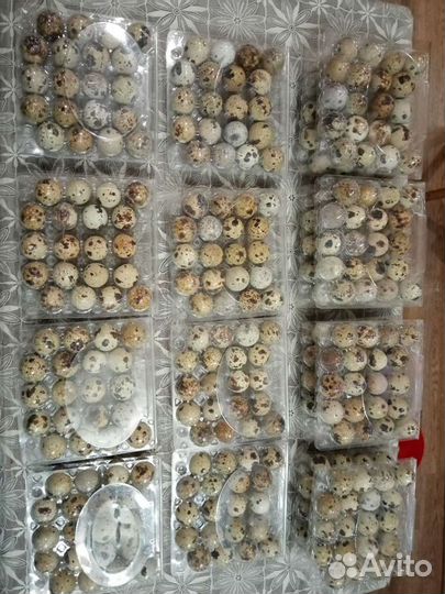 Яйцо перепелиное