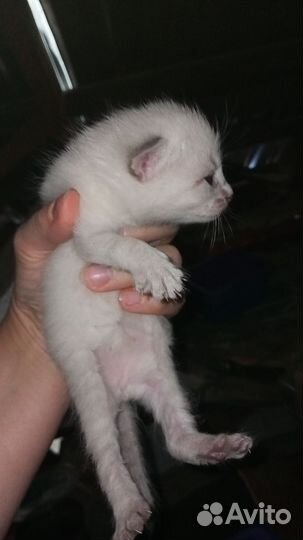 Отдам котят