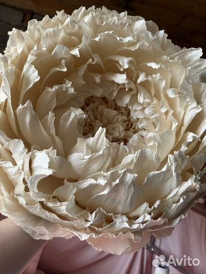 Ростовые цаеты