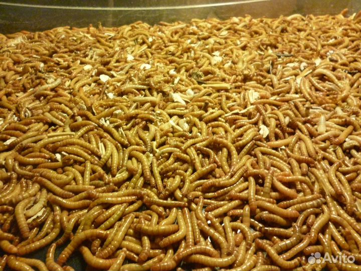 Мучной червь