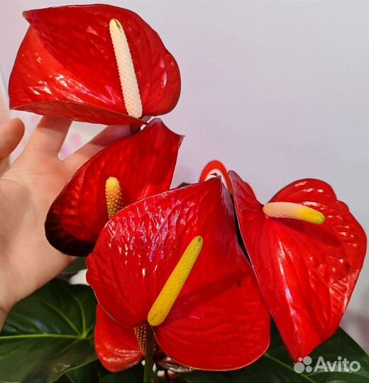 Антурим Андрэ Коро d21