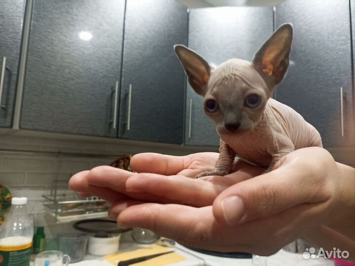 Котята сфинкс