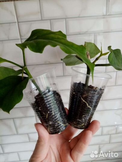 Хойя Гунинг гадинг