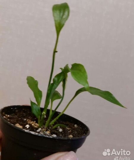 Цветы комнатные