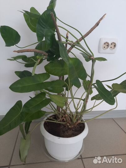 Сингониум ножколистный