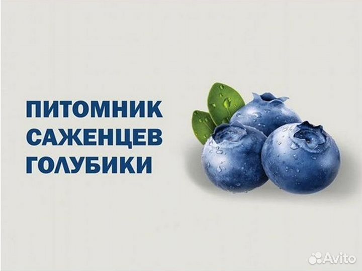 Голубика 2 года
