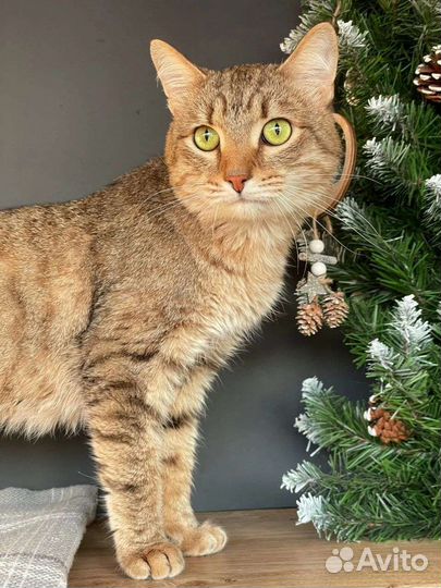 Кот в добрые руки