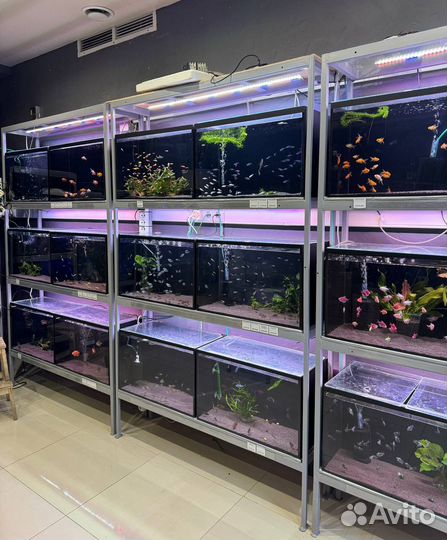 Аквариумные рыбки