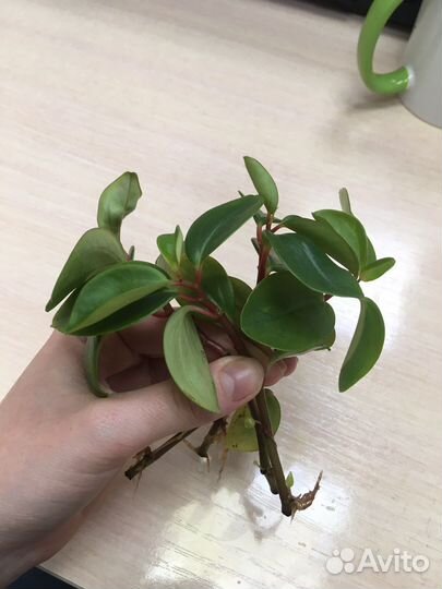 Пеперомия растение