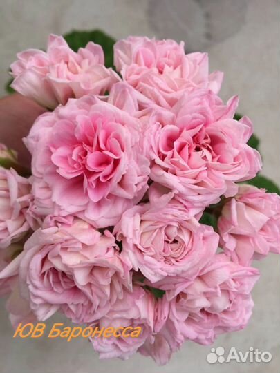 Пеларгония юв Баронесса