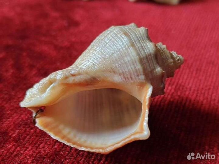 Сувенир морской Ракушка 5см