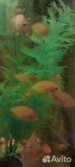 Рыбки цихлиды-фламинго