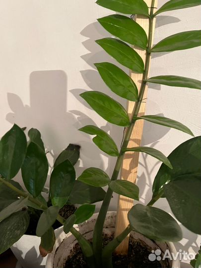 Замиокулькас