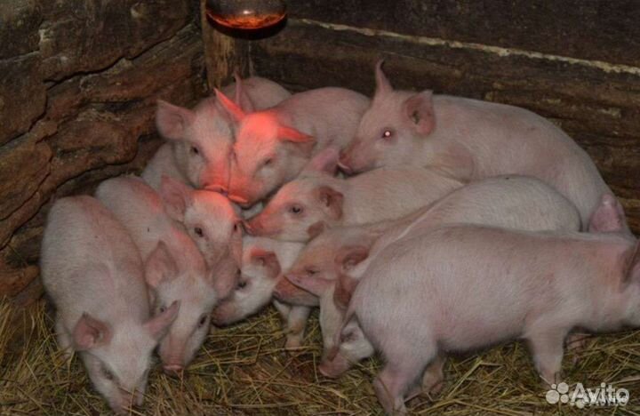 Поросята ландрас