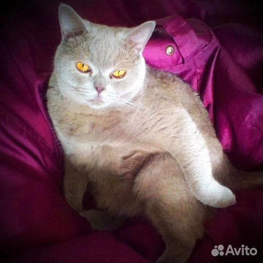 Ваш счастливый кот