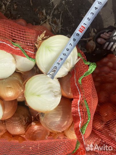Лук оптом