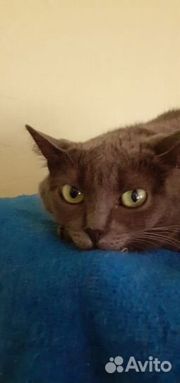 Кошка в дар