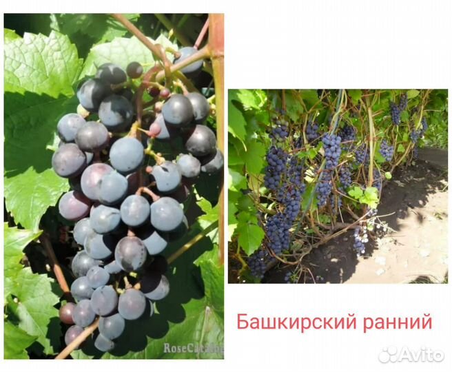 Саженцы винограда