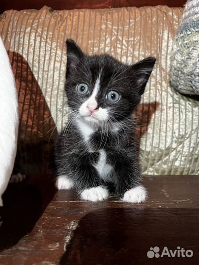 Котята черные