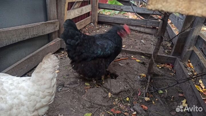 Куры несушки