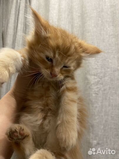 Котята Мейн-Кун метис