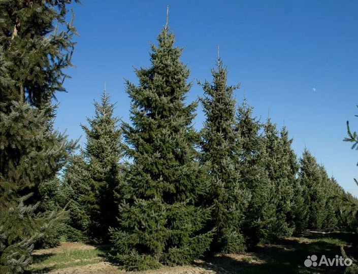 Ель сербская