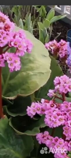 Многолетние декоративные деревья,кустарники,цветы