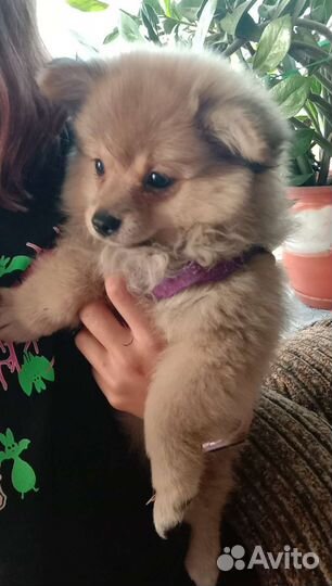 Передержка домашних животных