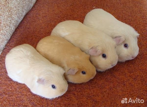 Морские свинки