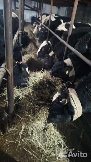 Бык на племя